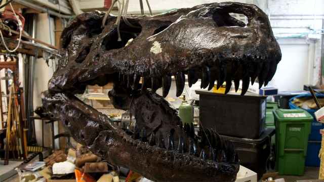 Inside Adam Savage’s Cave: Tyrannosaurus Rex Skull