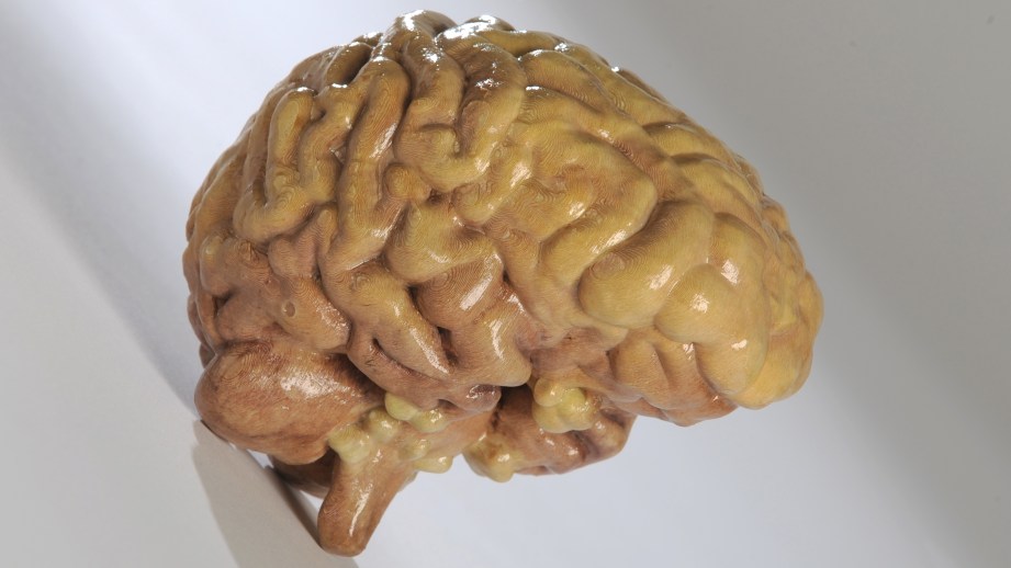Full-color 3D print of a brain, made of paper. Credit: Mcor