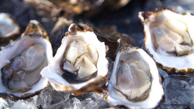 PREMIUM – Science in Progress: Of Oysters and Climate Change